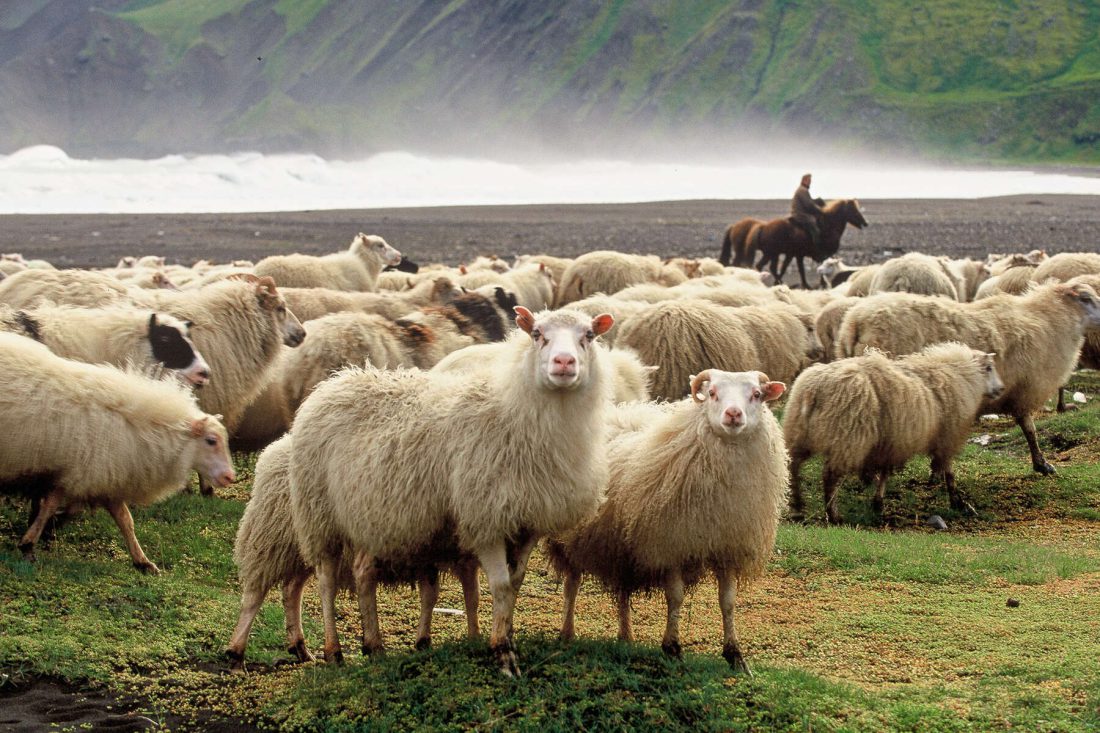 Fazenda ovelhas Islândia coronavírus