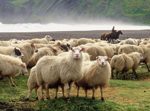Fazenda ovelhas Islândia coronavírus