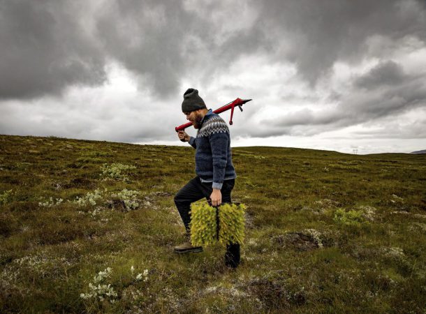 O programa islandês de replantio de florestas ganha força com o novo pacote de estímulo anunciado na pandemia