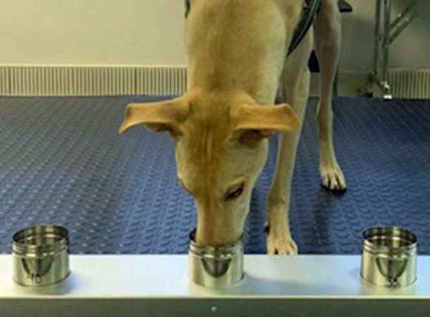 Testes com os cães ainda vão prosseguir, mas desempenho dos cães para detectar infectados pelo coronavírus é promissor