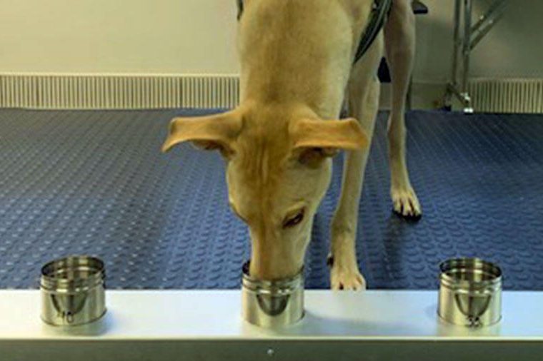 Testes com os cães ainda vão prosseguir, mas desempenho dos cães para detectar infectados pelo coronavírus é promissor